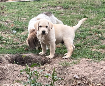 Les chiots de Labrador Retriever