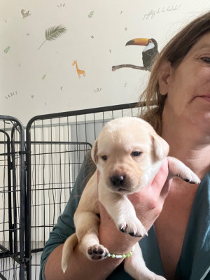 Les chiots de Labrador Retriever