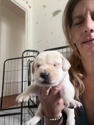 Les chiots de Labrador Retriever