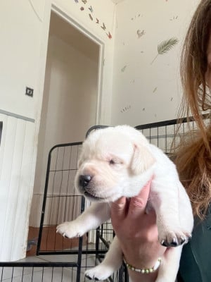 Les chiots de Labrador Retriever