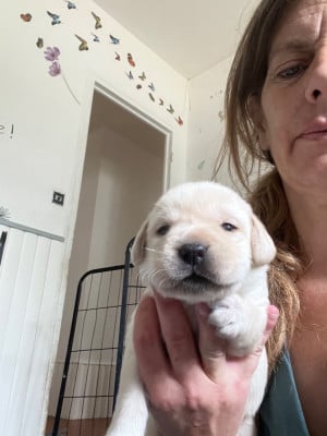 Les chiots de Labrador Retriever