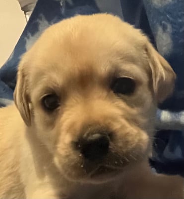 Les chiots de Labrador Retriever