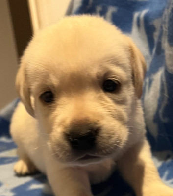Les chiots de Labrador Retriever