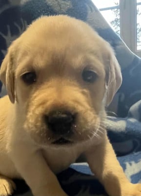 Les chiots de Labrador Retriever
