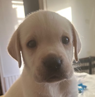 Les chiots de Labrador Retriever