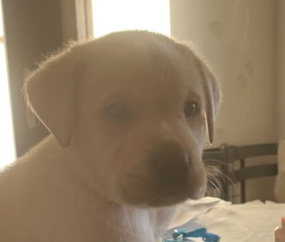 Les chiots de Labrador Retriever