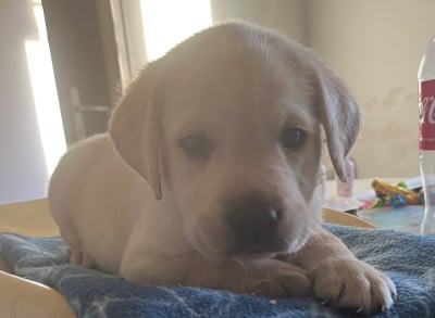 Les chiots de Labrador Retriever