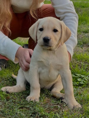 Les chiots de Labrador Retriever