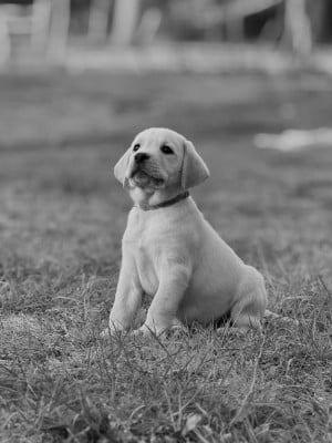 Les chiots de Labrador Retriever