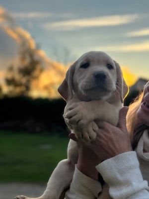 Les chiots de Labrador Retriever