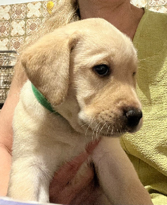 Les chiots de Labrador Retriever