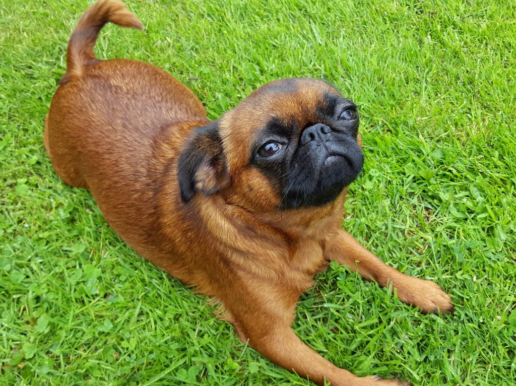 CH. Jazz Des patibullies - 1ère Excellent