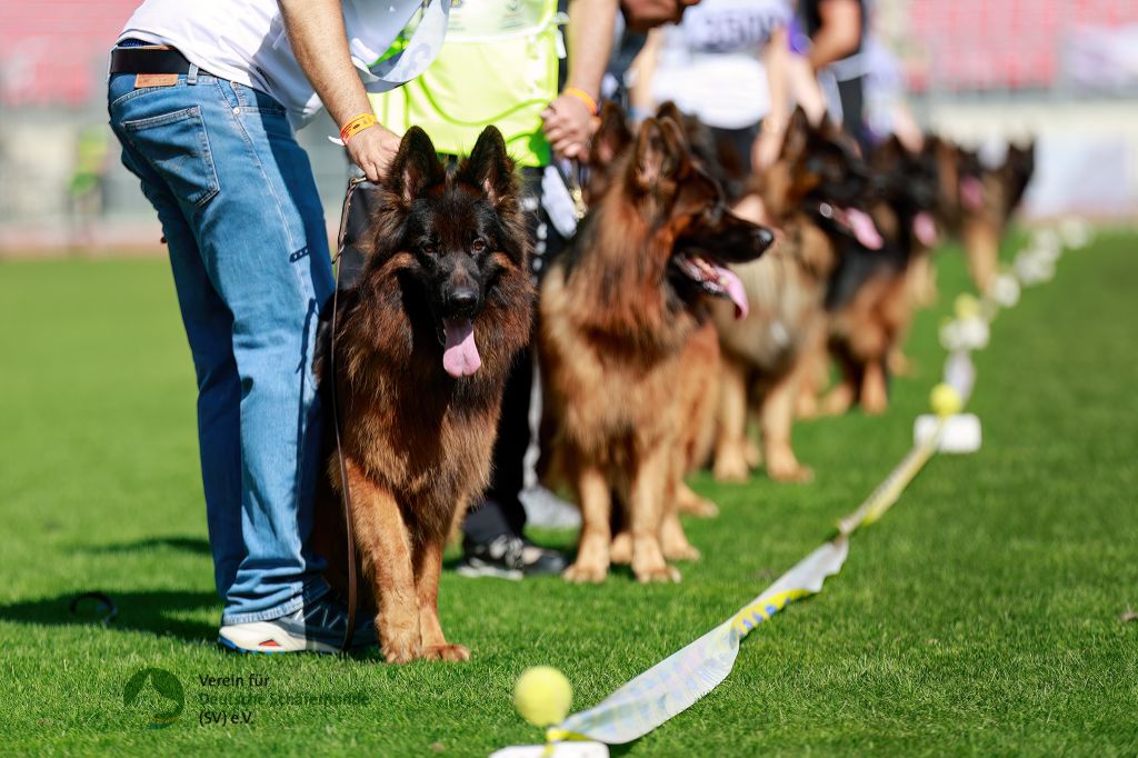 CH. Urus du val de yazo