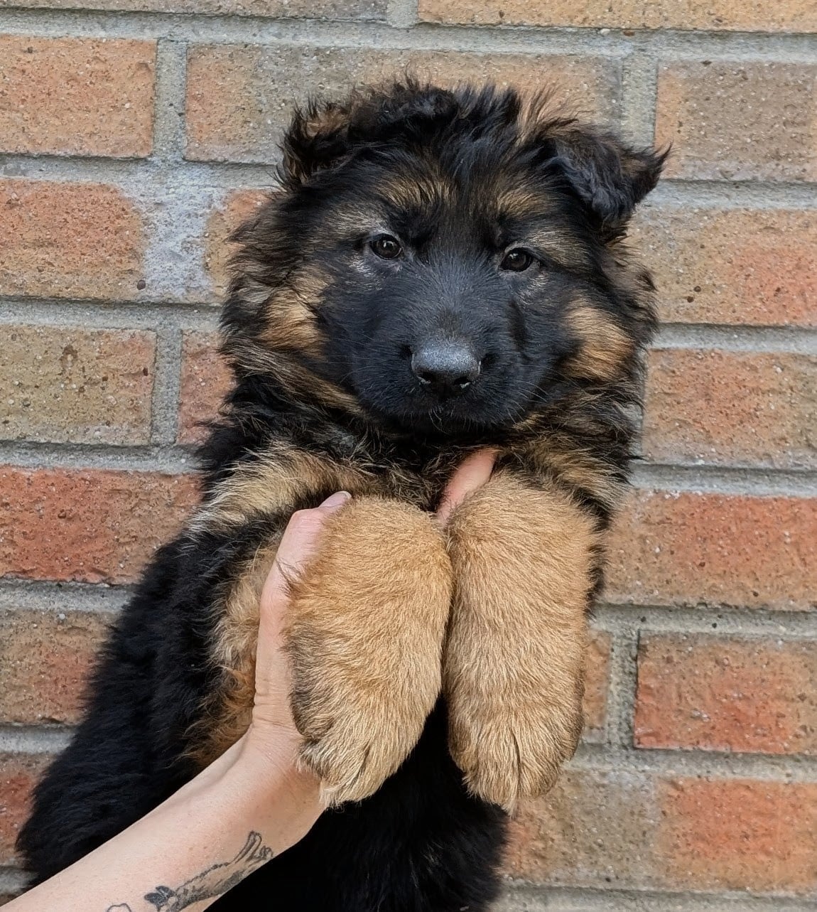 Poil long - Berger Allemand