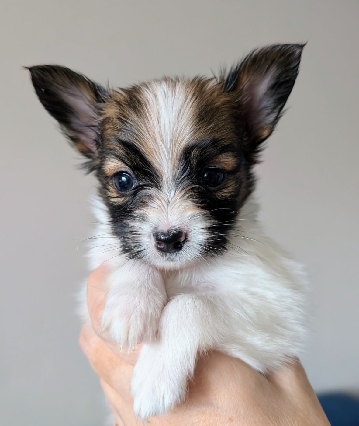 Chiot N°1