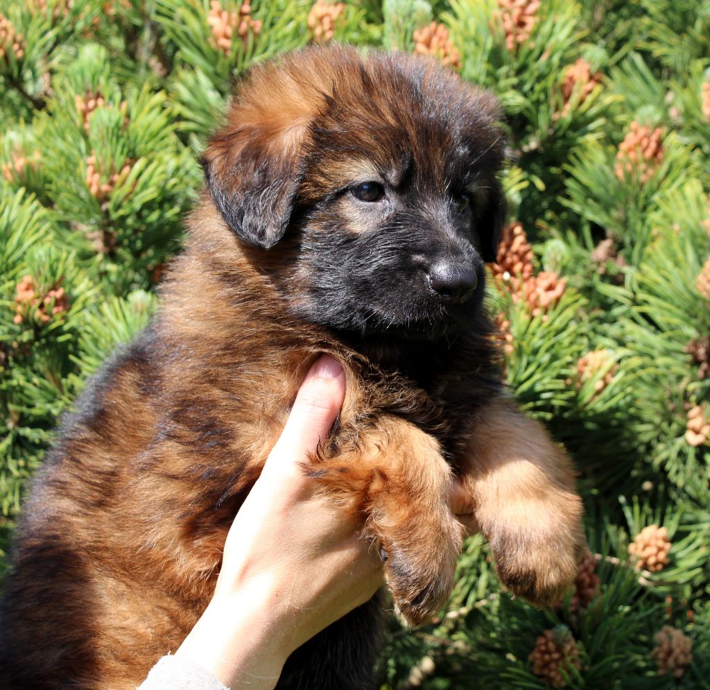 Chiot Elevage Des Trois Lieux eleveur de chiens Berger allemand