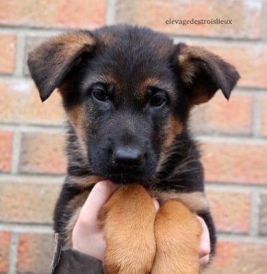 Les chiots de Berger Allemand