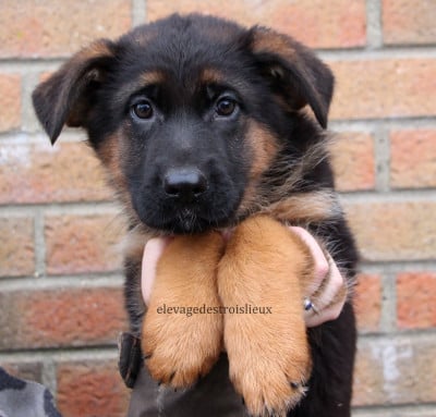 Les chiots de Berger Allemand