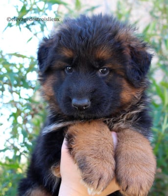 Les chiots de Berger Allemand