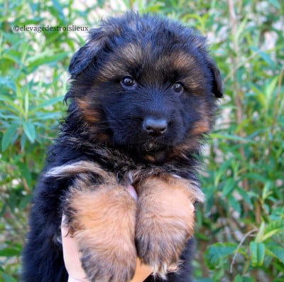 Les chiots de Berger Allemand