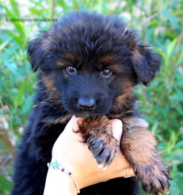 Les chiots de Berger Allemand