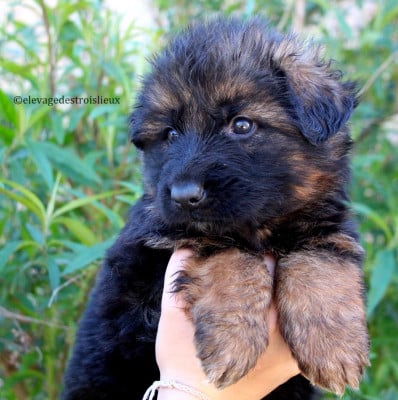 Les chiots de Berger Allemand