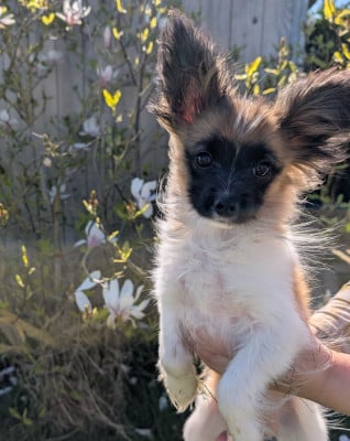 Les chiots de Epagneul nain Continental (Papillon)