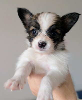 Les chiots de Epagneul nain Continental (Papillon)