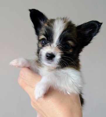 Les chiots de Epagneul nain Continental (Papillon)