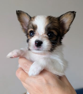 Les chiots de Epagneul nain Continental (Papillon)