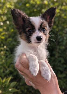 Les chiots de Epagneul nain Continental (Papillon)