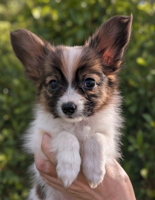 Les chiots de Epagneul nain Continental (Papillon)