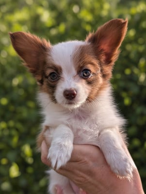 Les chiots de Epagneul nain Continental (Papillon)