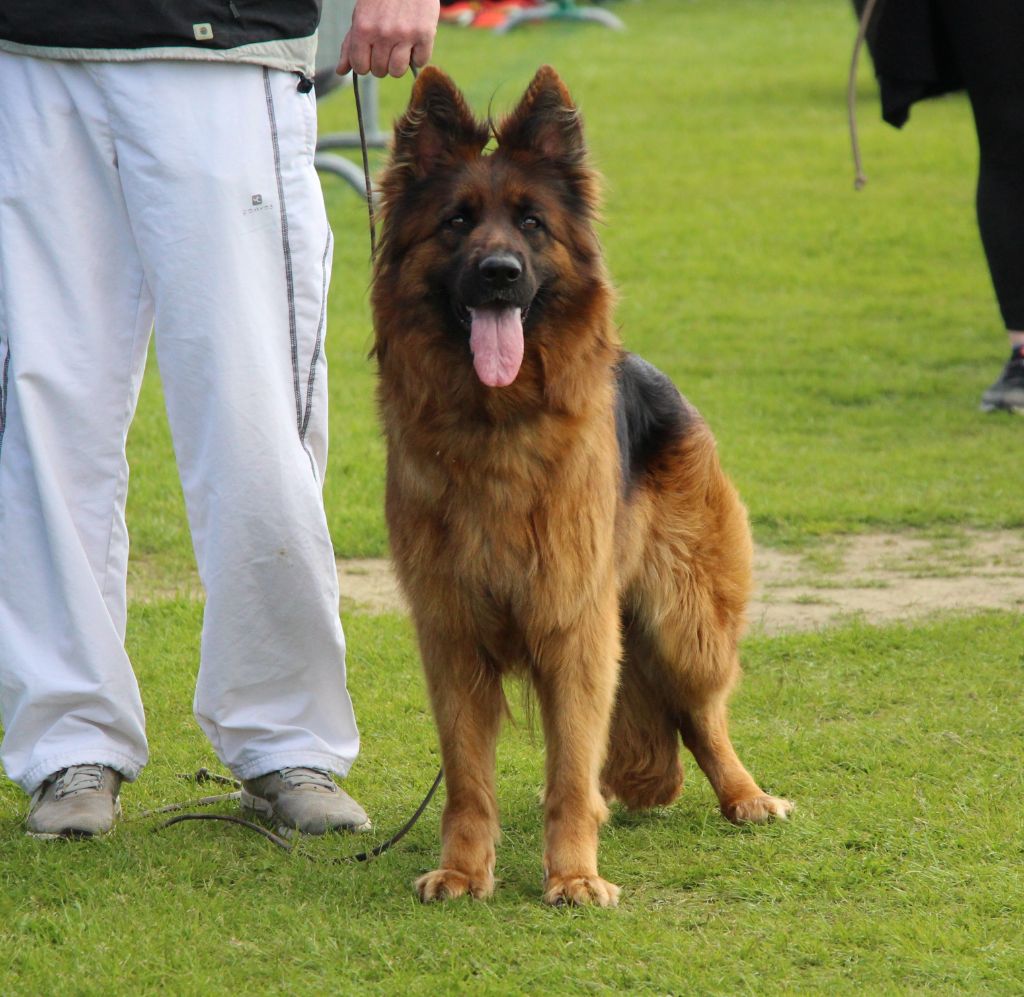 CH. Loréal Des Trois Lieux - 3ème excellent Classe Travail