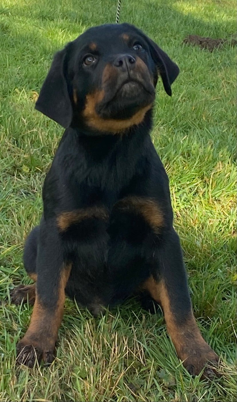 CHIOT 3 - Rottweiler