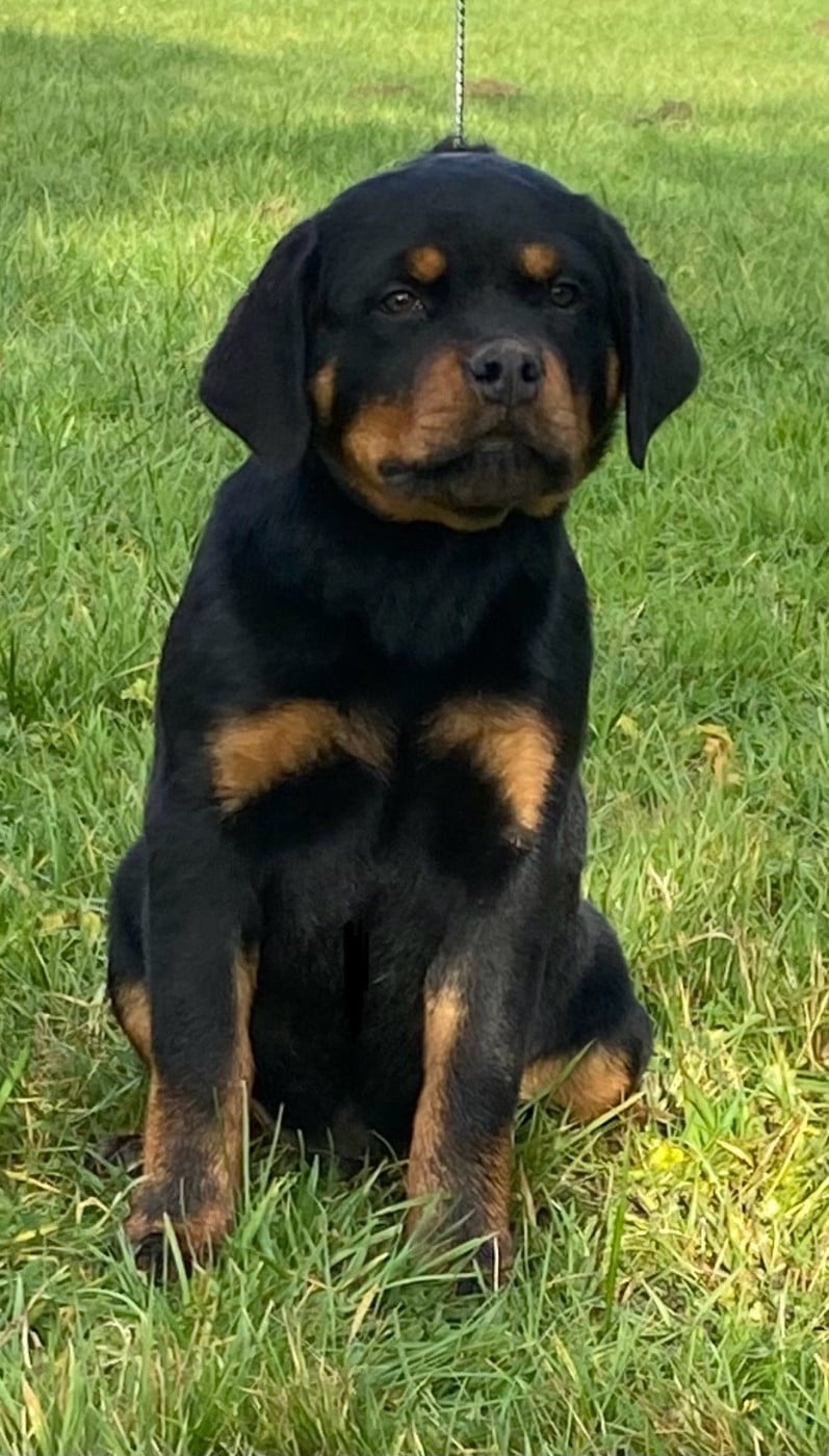 CHIOT 6 - Rottweiler