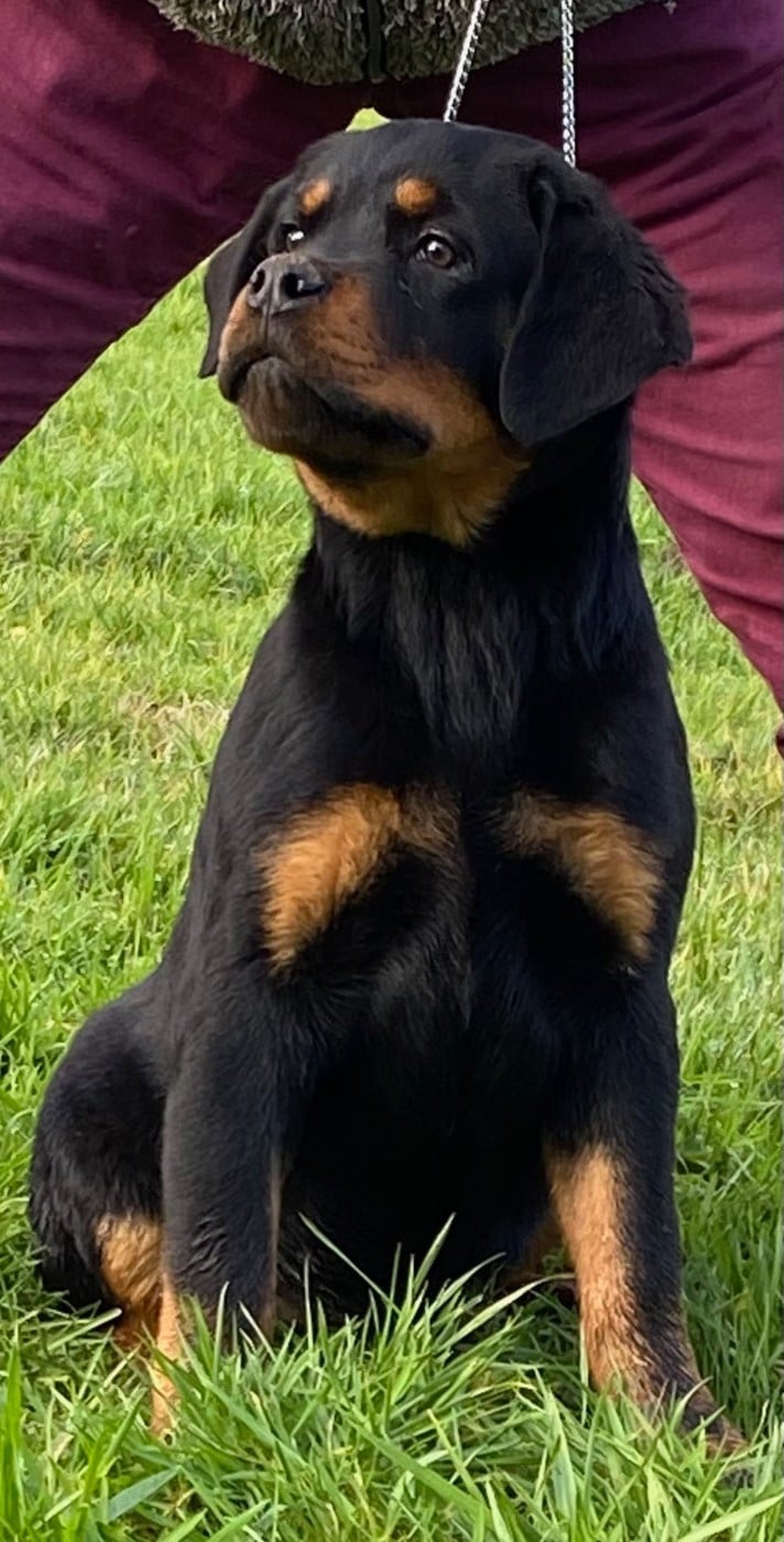 CHIOT 7 - Rottweiler