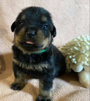 Les chiots de Rottweiler