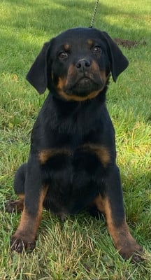 Les chiots de Rottweiler