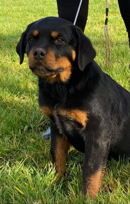 Les chiots de Rottweiler