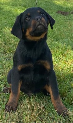 Les chiots de Rottweiler