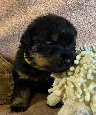 Les chiots de Rottweiler