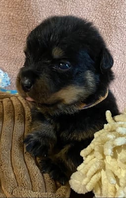 Les chiots de Rottweiler