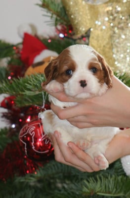Les chiots de Cavalier King Charles Spaniel