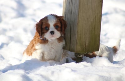 Les chiots de Cavalier King Charles Spaniel