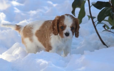 Les chiots de Cavalier King Charles Spaniel