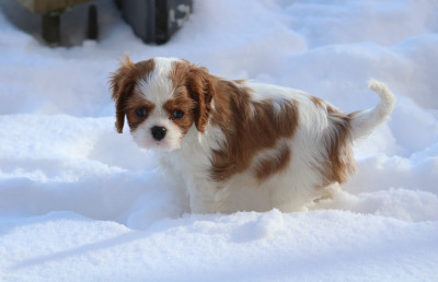 Les chiots de Cavalier King Charles Spaniel
