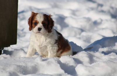 Les chiots de Cavalier King Charles Spaniel