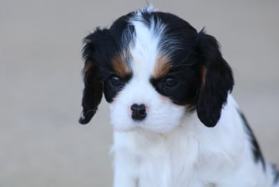Les chiots de Cavalier King Charles Spaniel