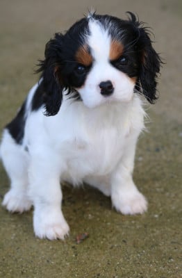 Les chiots de Cavalier King Charles Spaniel